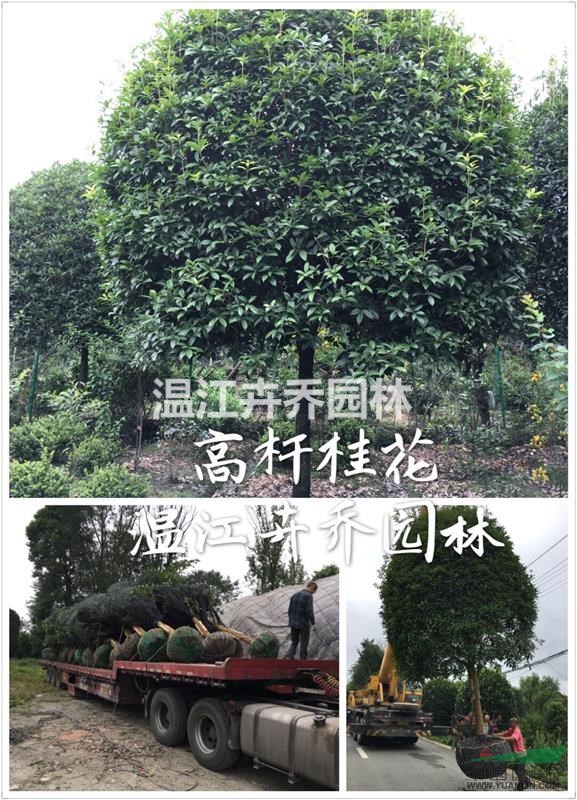 溫江精品丹桂基地供應(yīng)10至12公分精品丹桂