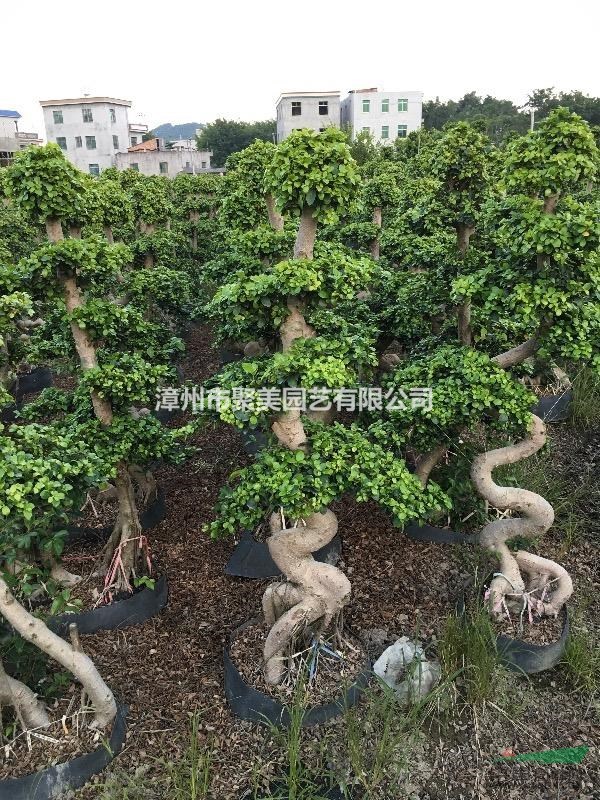 榕樹