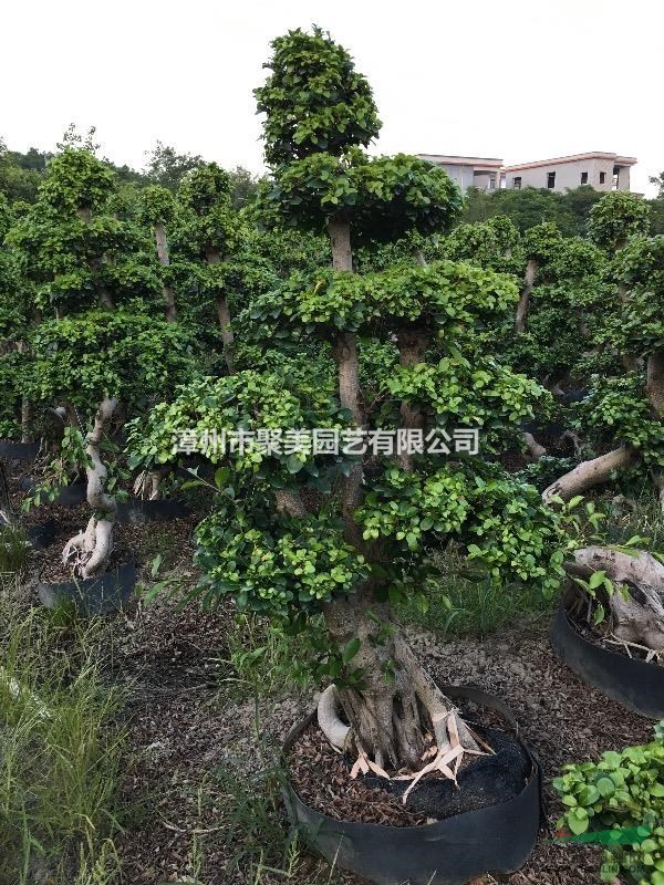 榕樹