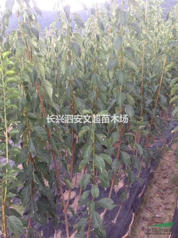 浙江長(zhǎng)興出售1.5米高嫁接紅梅（骨里紅）當(dāng)年嫁接紅梅苗,青梅