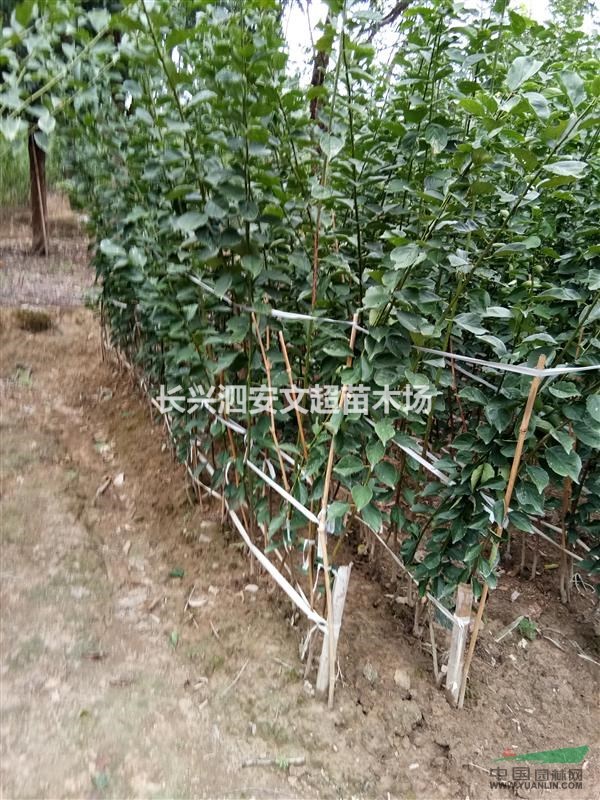 浙江長(zhǎng)興出售1.5米高嫁接紅梅（骨里紅）當(dāng)年嫁接紅梅苗,青梅