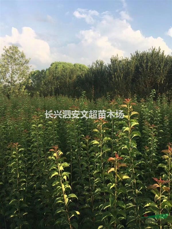 浙江長(zhǎng)興出售1.5米高嫁接紅梅（骨里紅）當(dāng)年嫁接紅梅苗,青梅