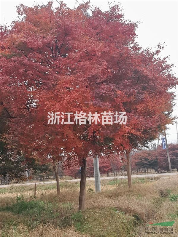 紅楓精品紅楓紅楓價格