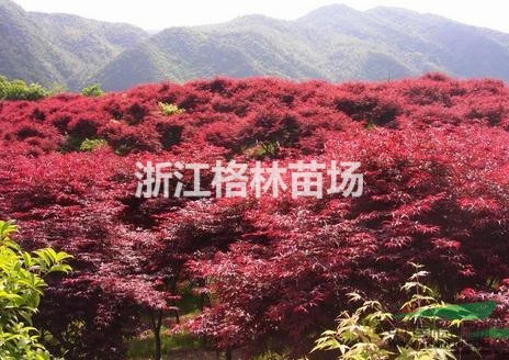 紅楓精品紅楓紅楓價格