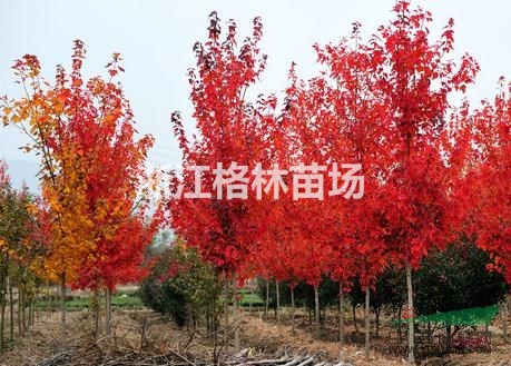 紅楓精品紅楓紅楓價格