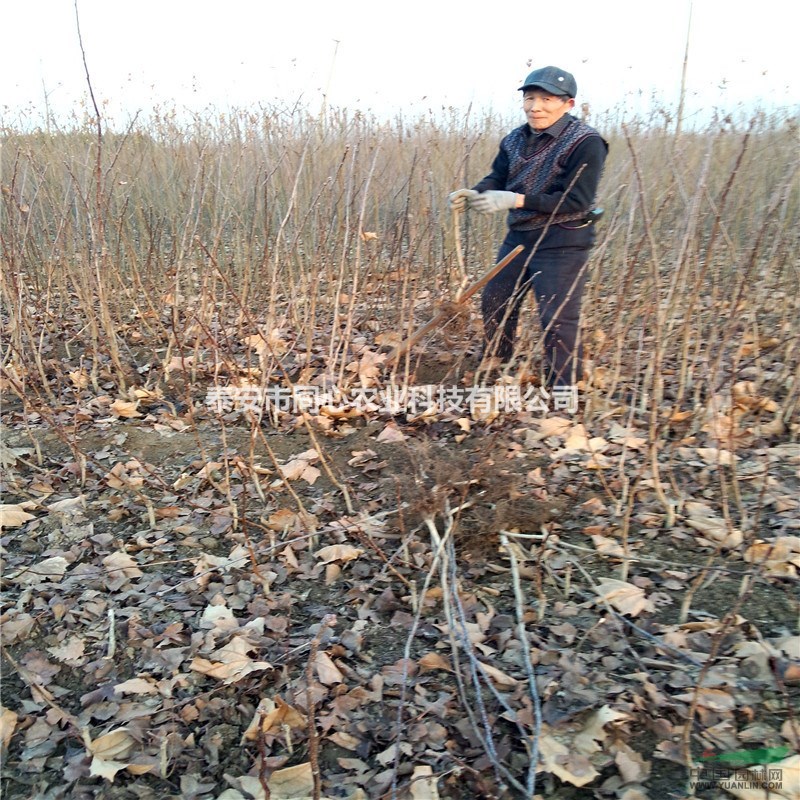 品種純正大金星山楂苗批發(fā)基地