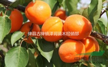 山西花椒苗主產(chǎn)地哪里有=首選山西潤澤苗圃花椒苗