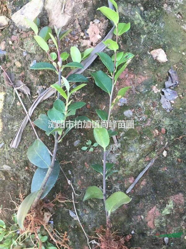 湖南茶梅小苗新價(jià)格 高30公分茶梅價(jià)格