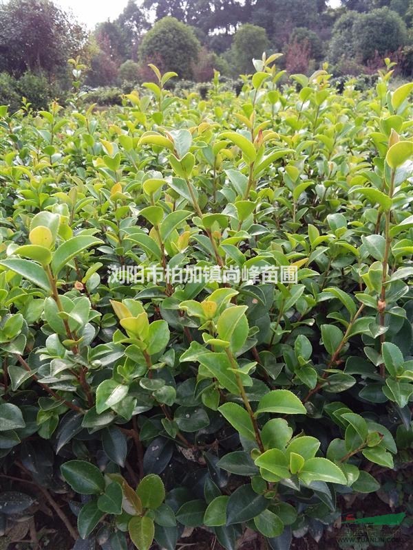 湖南茶梅小苗新價(jià)格 高30公分茶梅價(jià)格