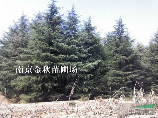 雪松4.5米高度價(jià)格多少