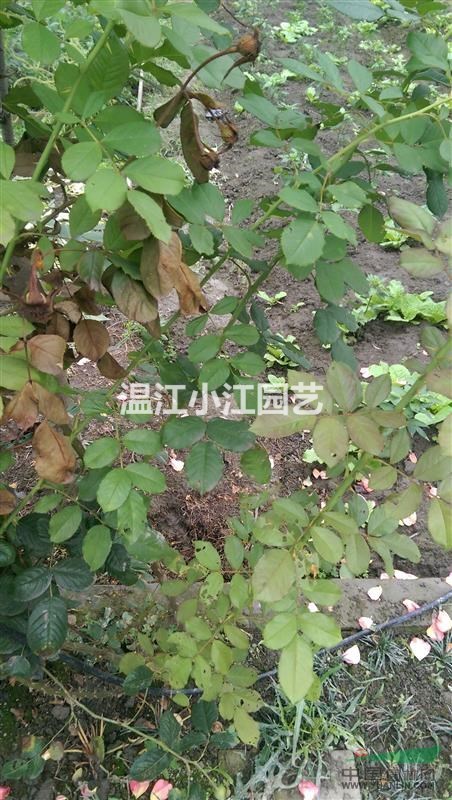 四川大花月季杯苗成都小花月季小苗溫江豐花月季基地價格