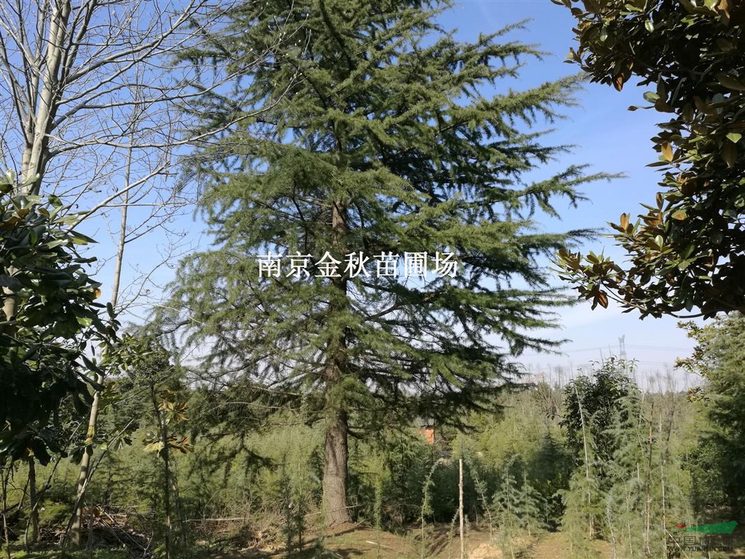 10/12米高大雪松上車價(jià)多少