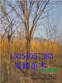 金葉榆基地9公分金葉榆價格