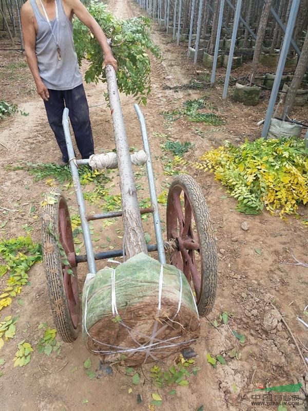 河北邯鄲七彩園林金葉榆地上容器苗3-7公分的。