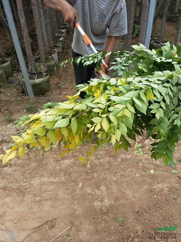 河北邯鄲七彩園林金葉榆地上容器苗3-7公分的。
