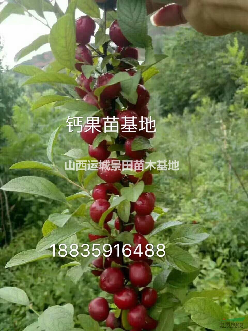 紅色果實的鈣果是什么品種?結(jié)黃色果實的鈣果什么品種？