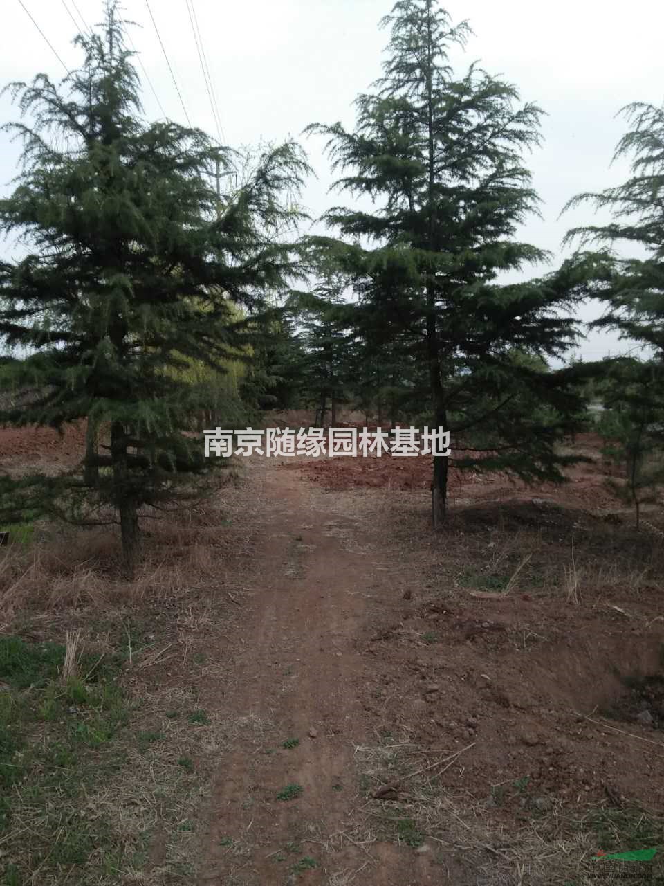 選購雪松/南京雪松價格/3米5雪松價格多少錢