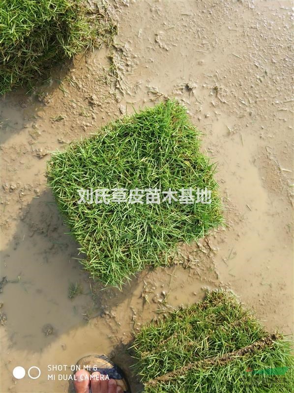 暖地型草坪草 