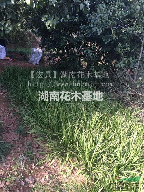 買吉祥草,賣吉祥草，最優(yōu)湖南吉祥草價格-上宏景