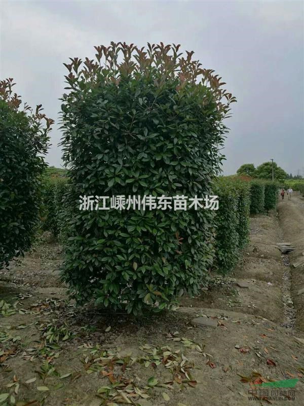 紅葉石楠柱 2017紅葉石楠柱價格/報價
