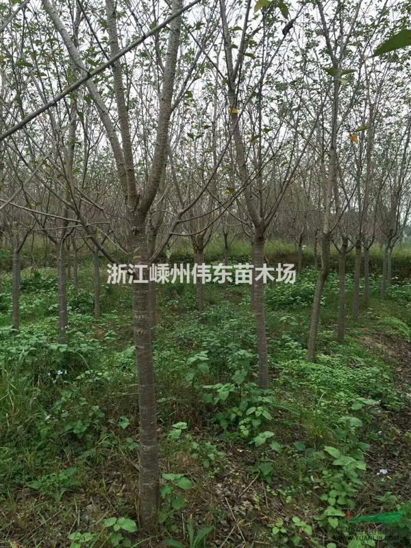 早櫻、浙江早櫻/櫻花