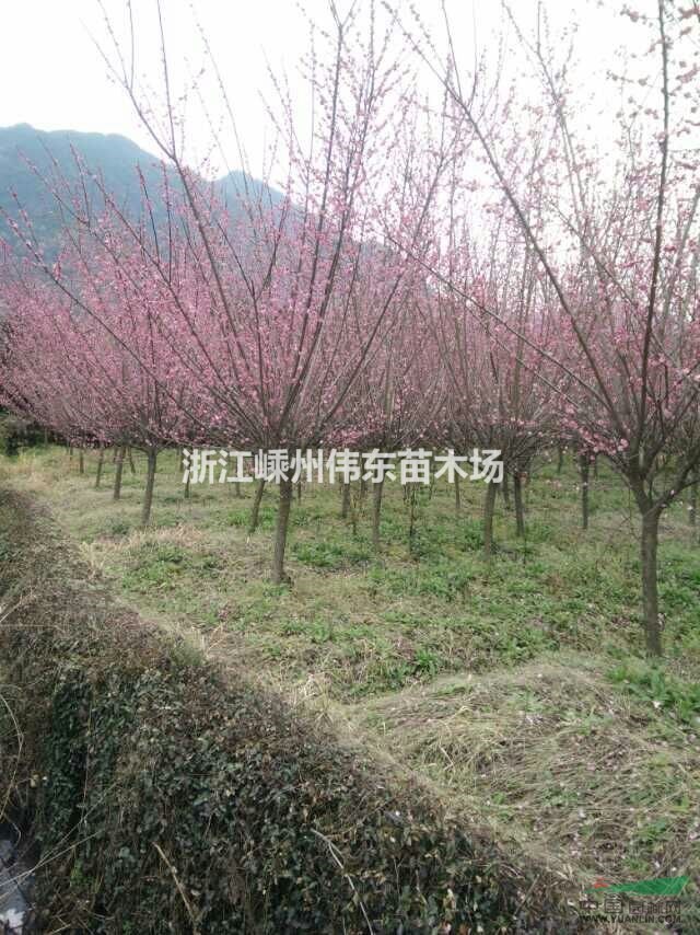 紅梅基地/8-15公分精品紅梅