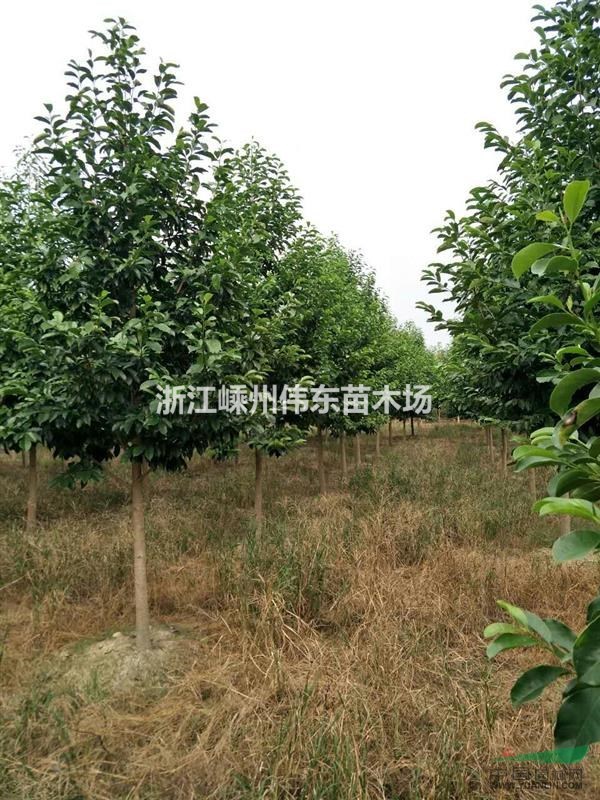 精品優質樂昌含笑/浙江樂昌含笑