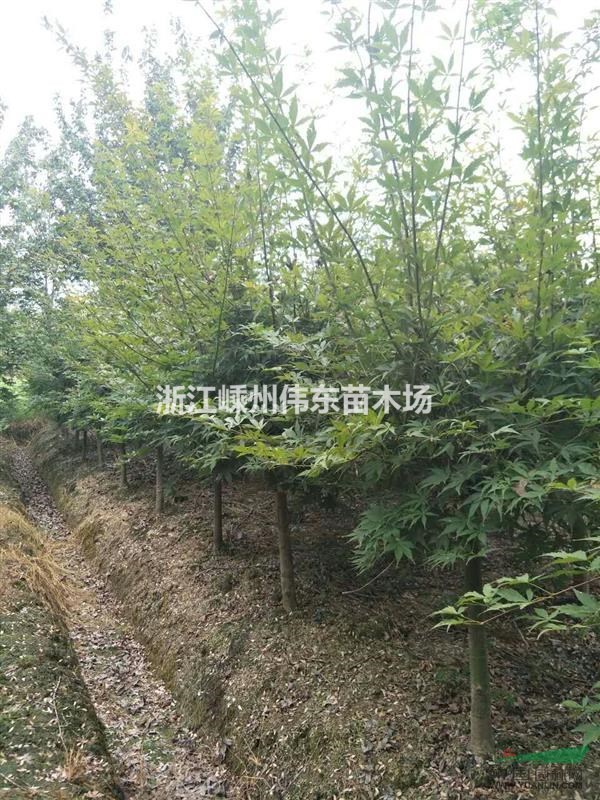 優質精品紅楓、規格齊全量大