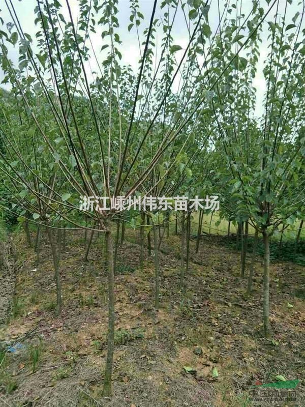 5-10公分紅梅最新供應(yīng)/紅梅實圖