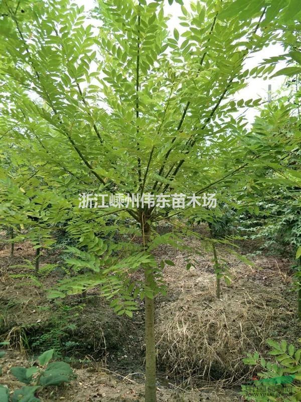 2017黃金槐最新報價/價格
