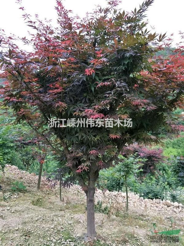 紅楓/嵊州紅楓/浙江紅楓