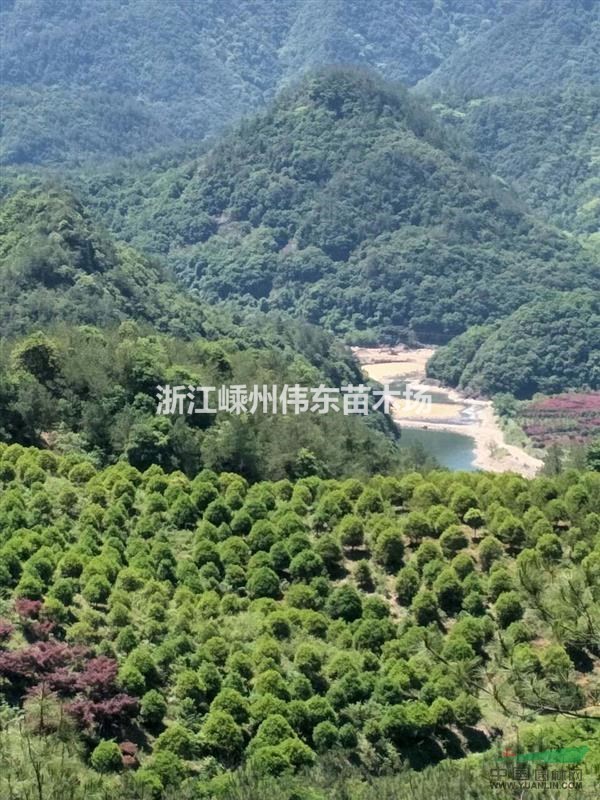 小葉丹桂基地，實拍效果圖