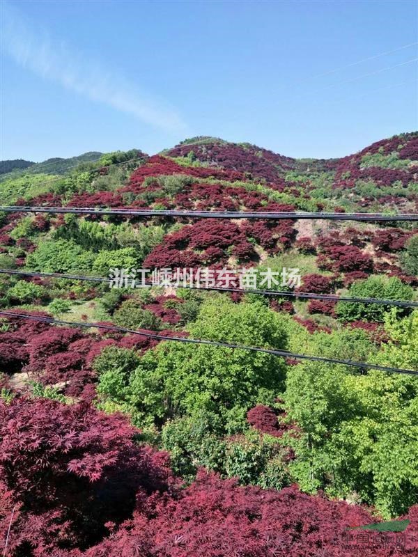 嵊州紅楓基地
