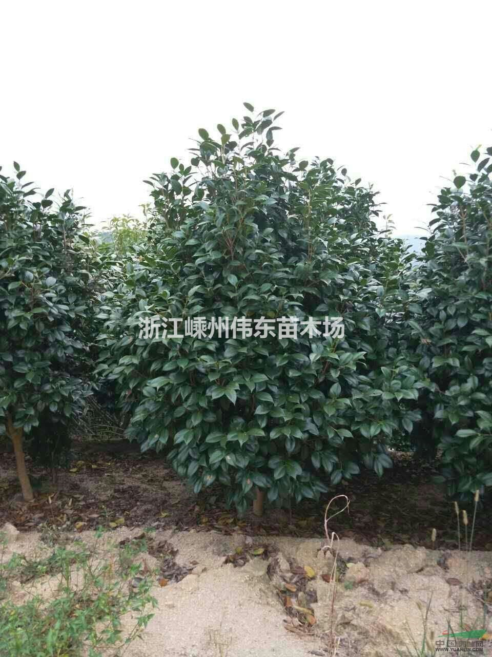 茶花/浙江山茶花（耐冬）