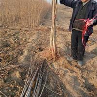 基地直銷紅油香椿苗 確保純度質(zhì)量保證香椿苗 成活高無蟲害