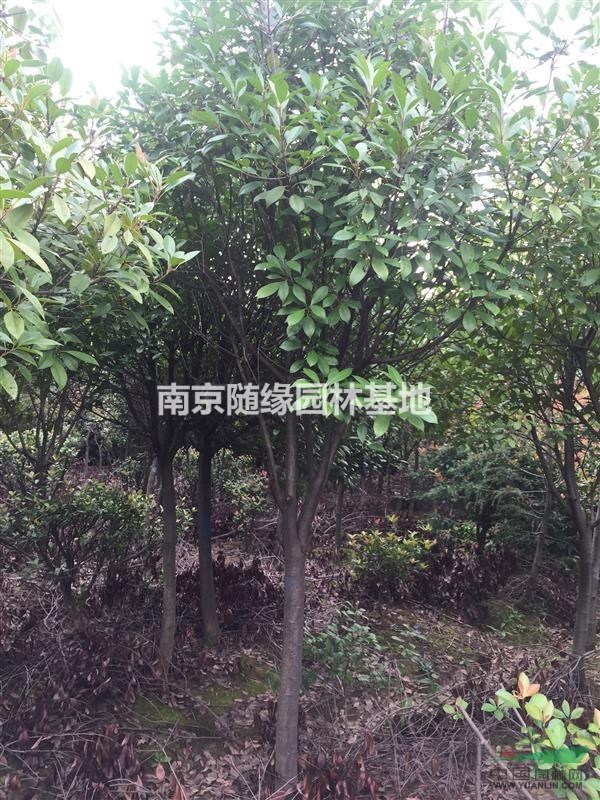 【供應(yīng)】南京紅葉石楠價(jià)格