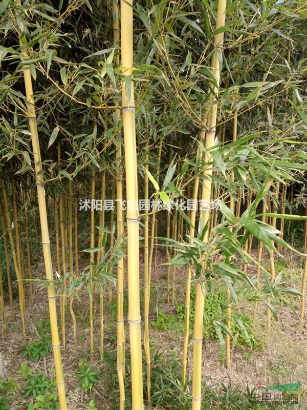 金鑲玉竹 各種優(yōu)質(zhì)竹苗 基地直銷(xiāo) 量大價(jià)優(yōu)