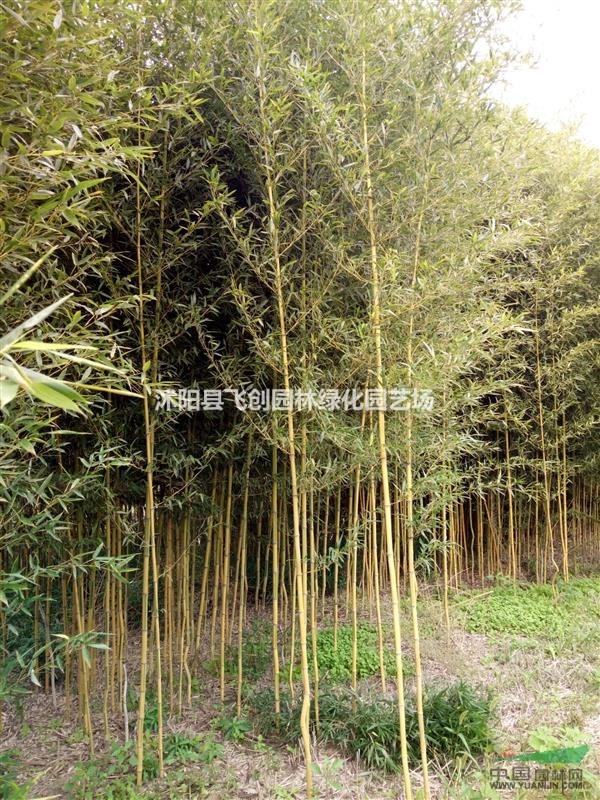 金鑲玉竹 各種優(yōu)質(zhì)竹苗 基地直銷(xiāo) 量大價(jià)優(yōu)