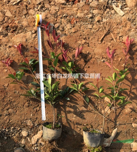 買浙江紅葉石楠杯苗產(chǎn)地批發(fā)報(bào)價(jià)格50公分高大杯苗30冠圖片