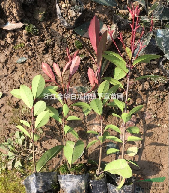 供浙江金華新上市紅葉石楠小苗低價(jià)格容器苗春天小杯基地2020