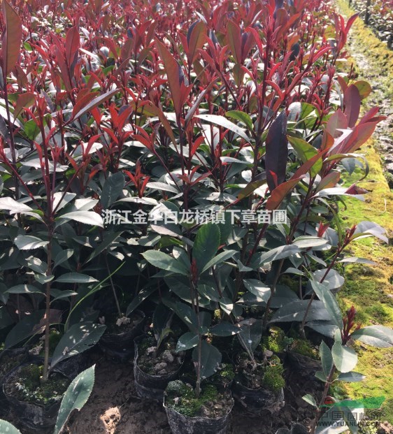 供浙江金華新上市紅葉石楠小苗低價(jià)格容器苗春天小杯基地2020