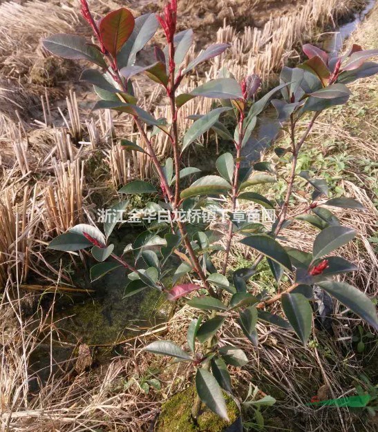 紅葉石楠基地大杯苗圃綠化工程營養(yǎng)缽苗有30冠幅60公分高