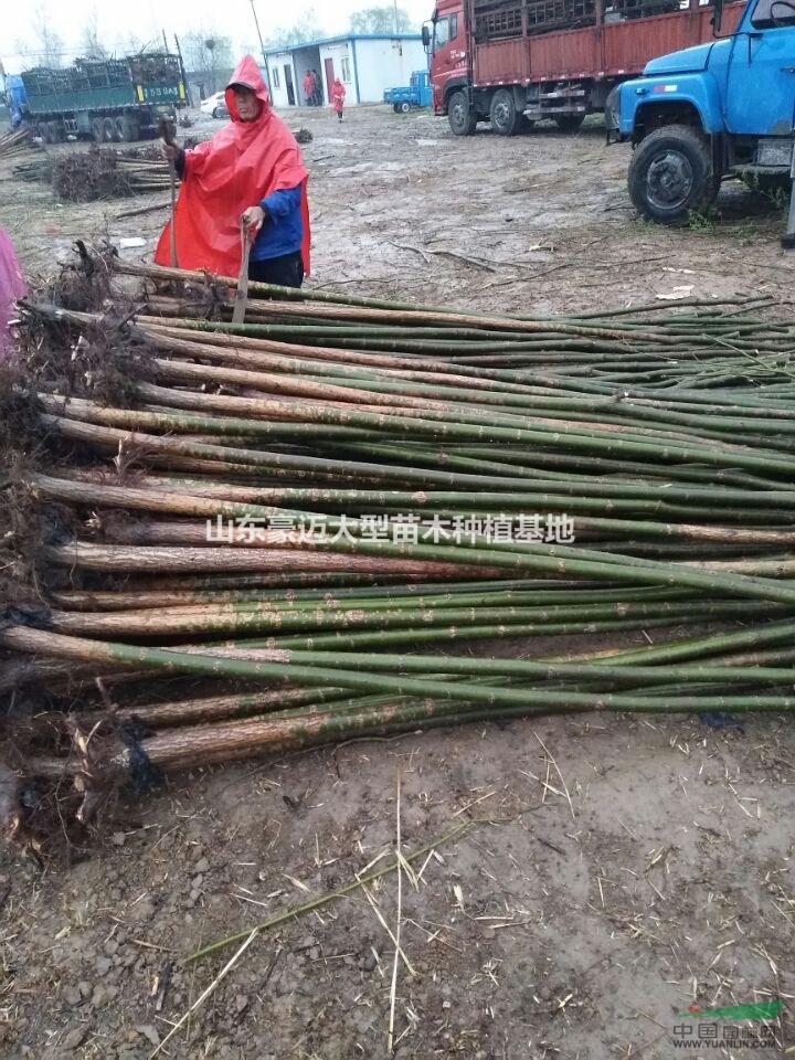 10公分柳樹價(jià)格