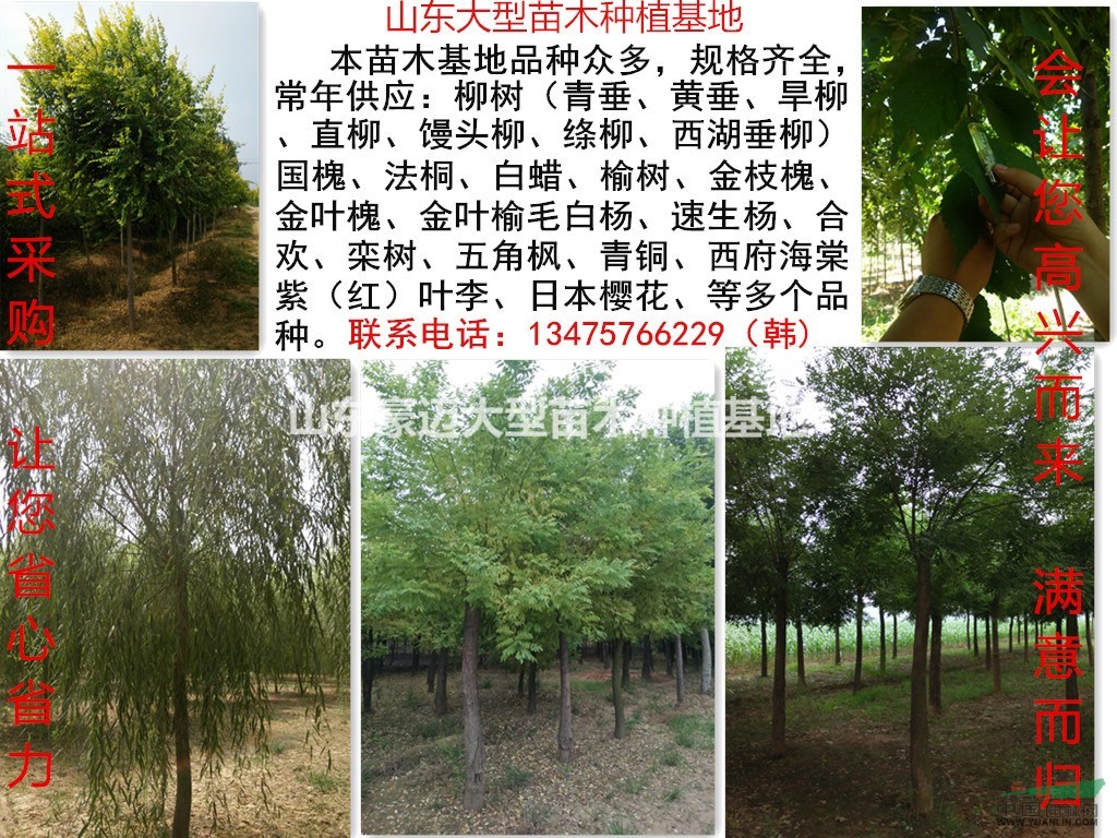 10公分柳樹價(jià)格