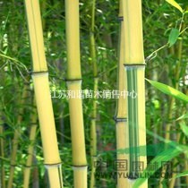 金鑲玉竹 1.5米. 2米.2.5米. 3米高金鑲玉竹子价格