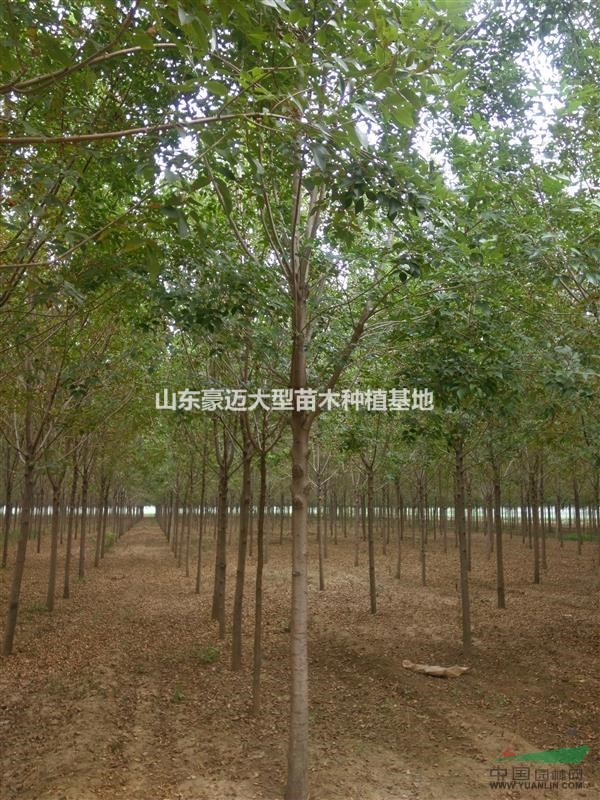 白蠟價(jià)格報(bào)表8公分白蠟-10公分速生白蠟價(jià)格-12公分價(jià)格