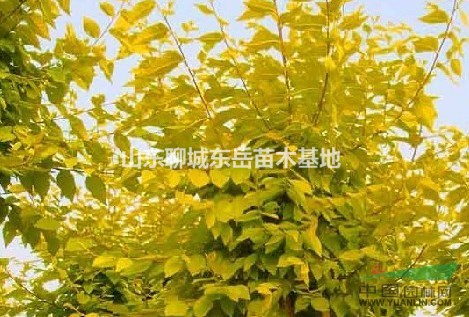 金葉榆