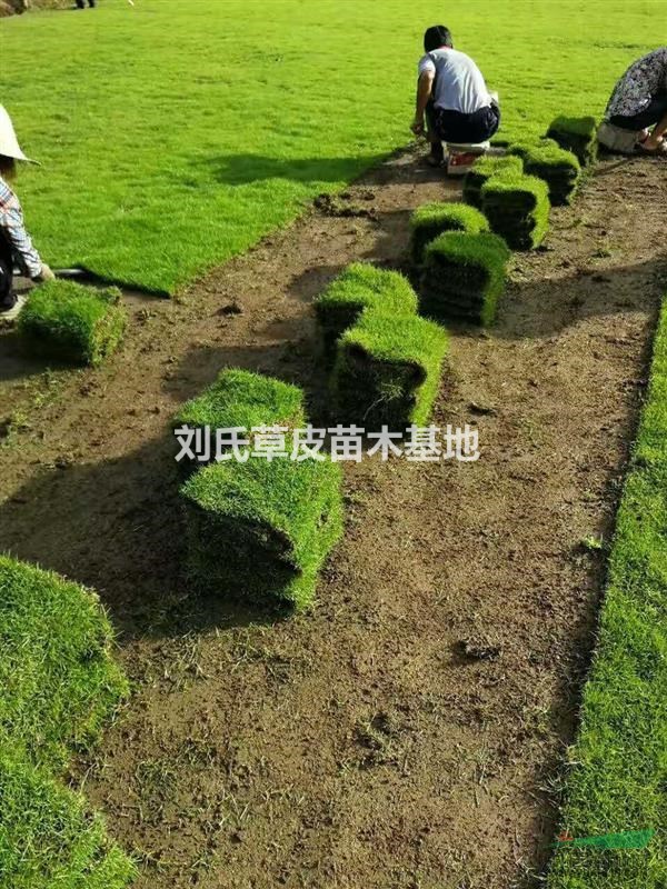 馬尼拉草坪基地！！