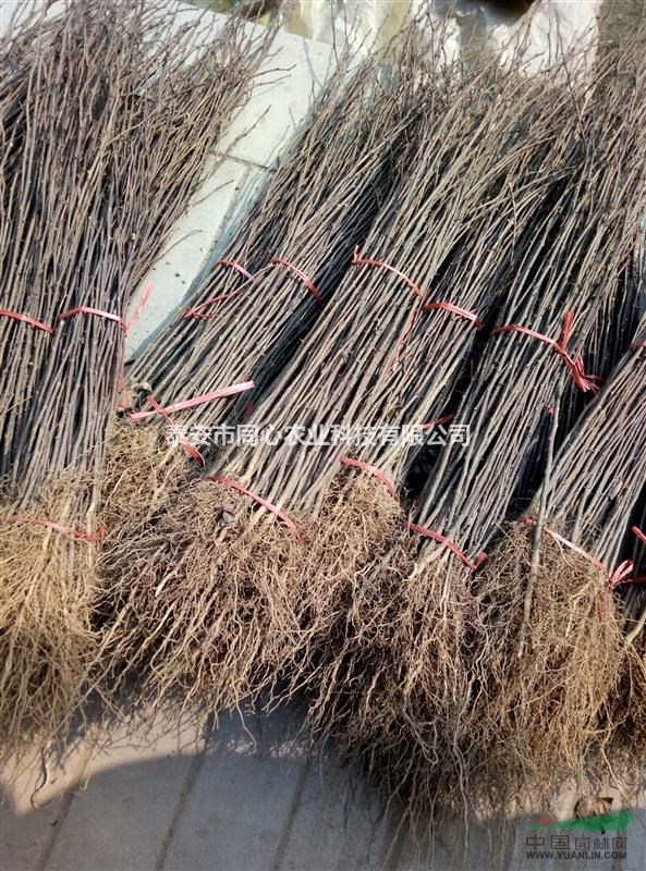產(chǎn)地直銷各種規(guī)格存活率高的優(yōu)質(zhì) 花椒苗銀杏苗 香椿苗量大從優(yōu)