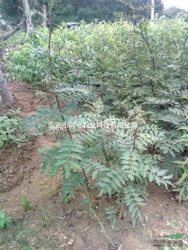 產(chǎn)地直銷各種規(guī)格存活率高的優(yōu)質(zhì) 花椒苗銀杏苗 香椿苗量大從優(yōu)